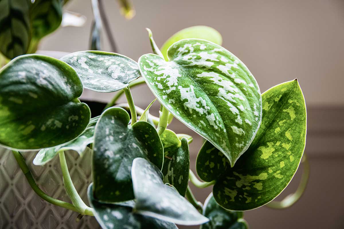 plantes intérieur