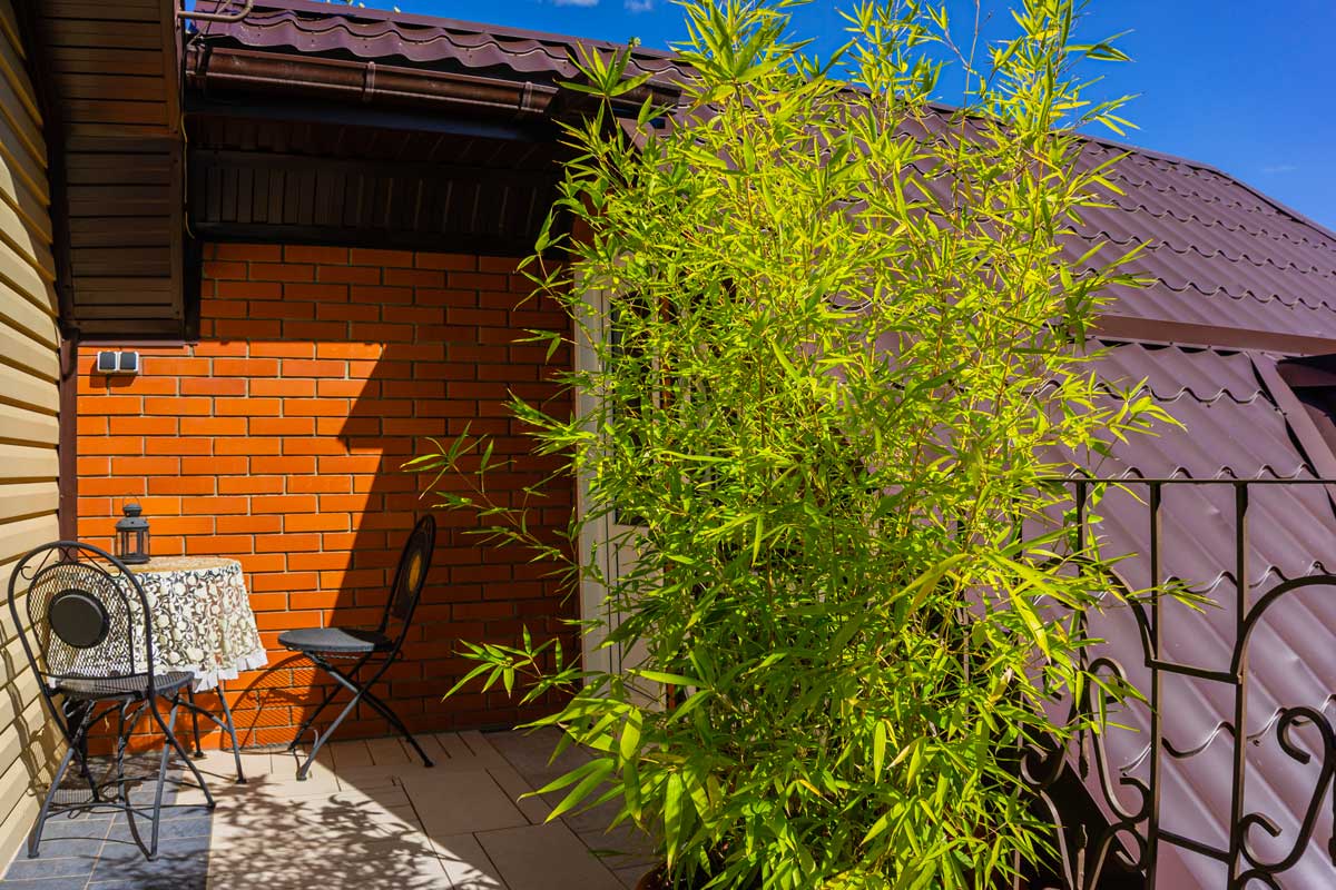 bambou en pot sur balcon