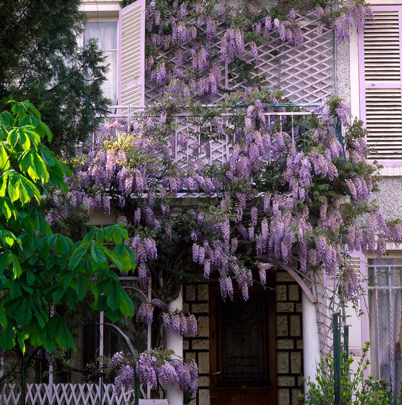 Glycine