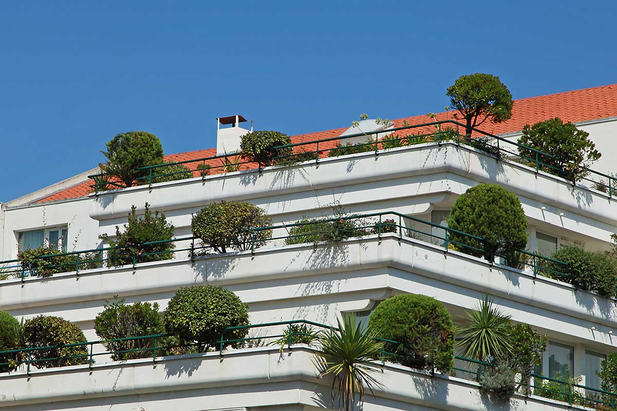 Des plantes de Buis sur les balcon d'un immeuble.