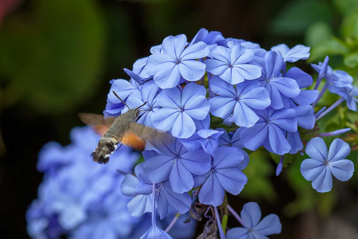 Plumbago jardin été