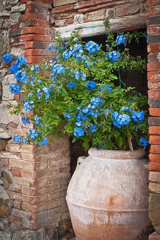 Plumbago