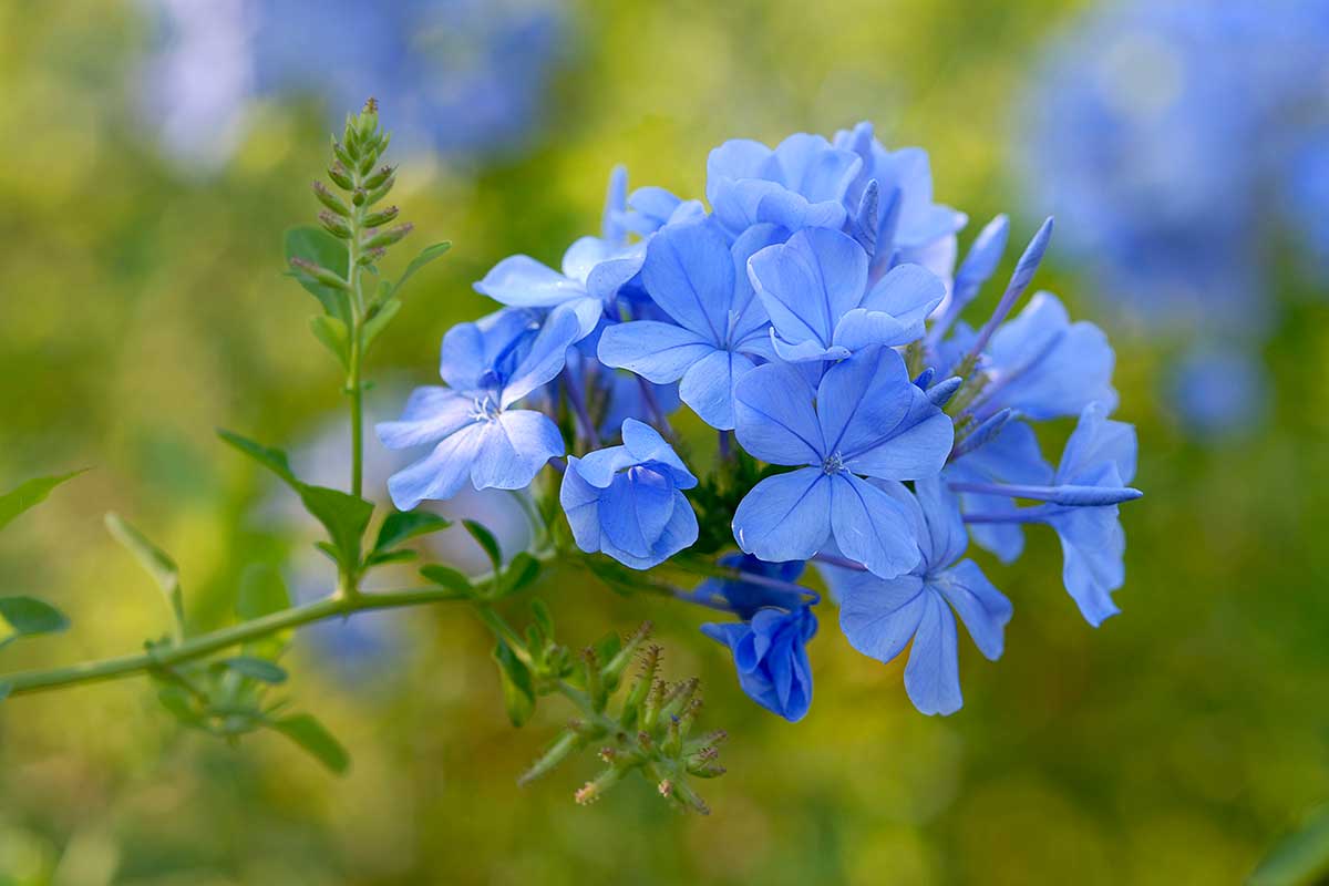 Plumbago jardin