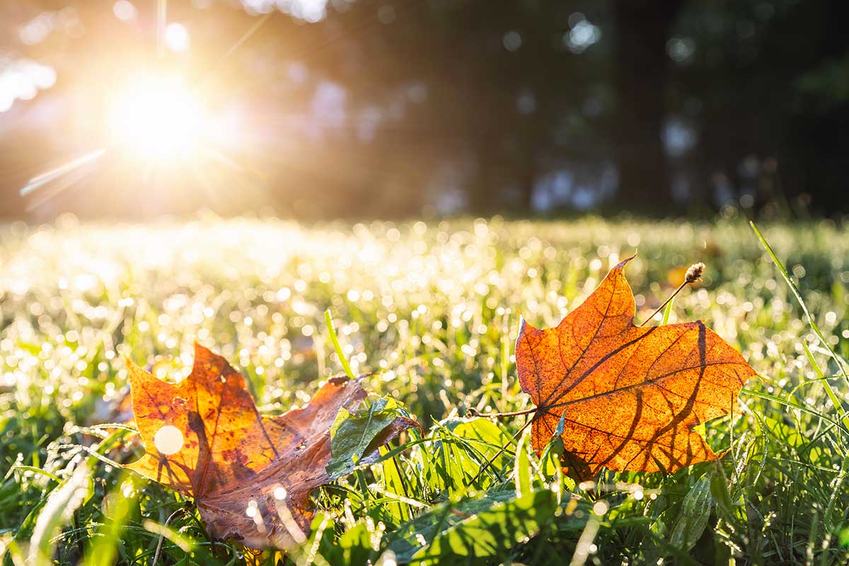 Préparer jardin pour l'automne.