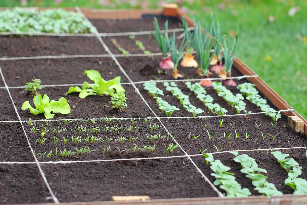 préparer le potager pour l'automne