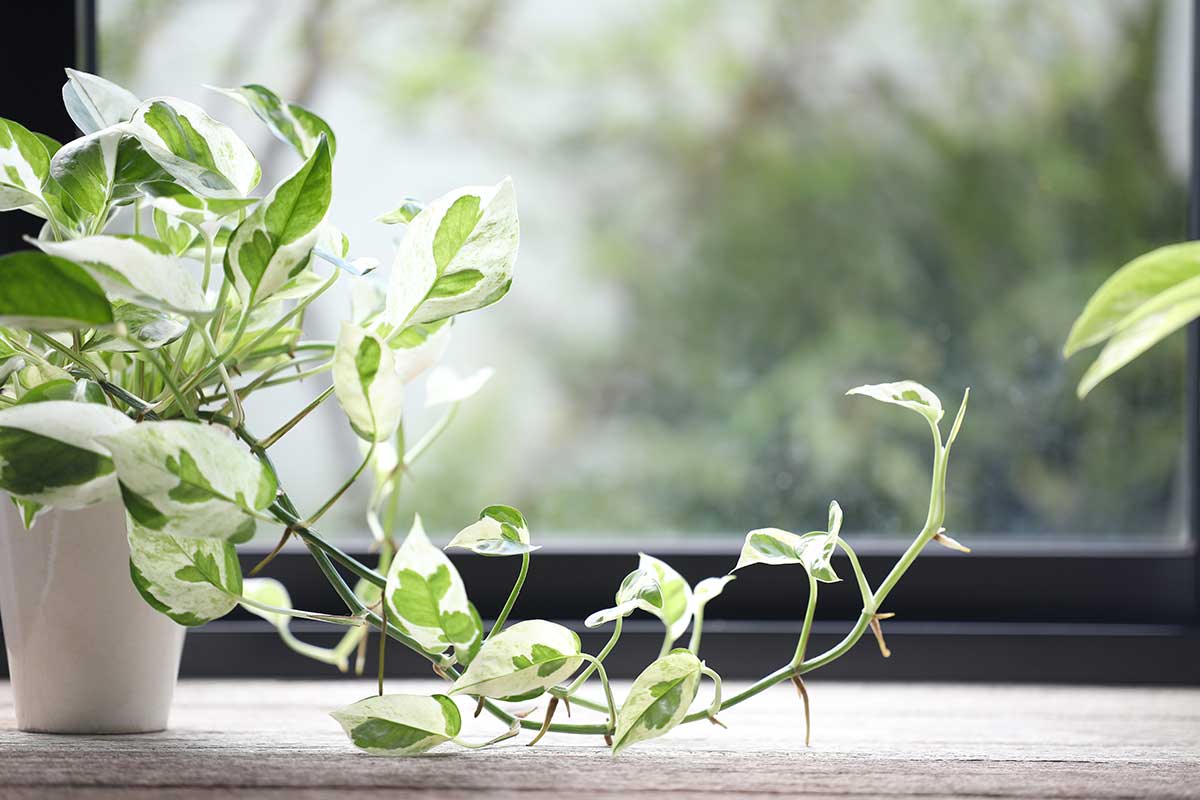 Purifiez votre air avec le Pothos.