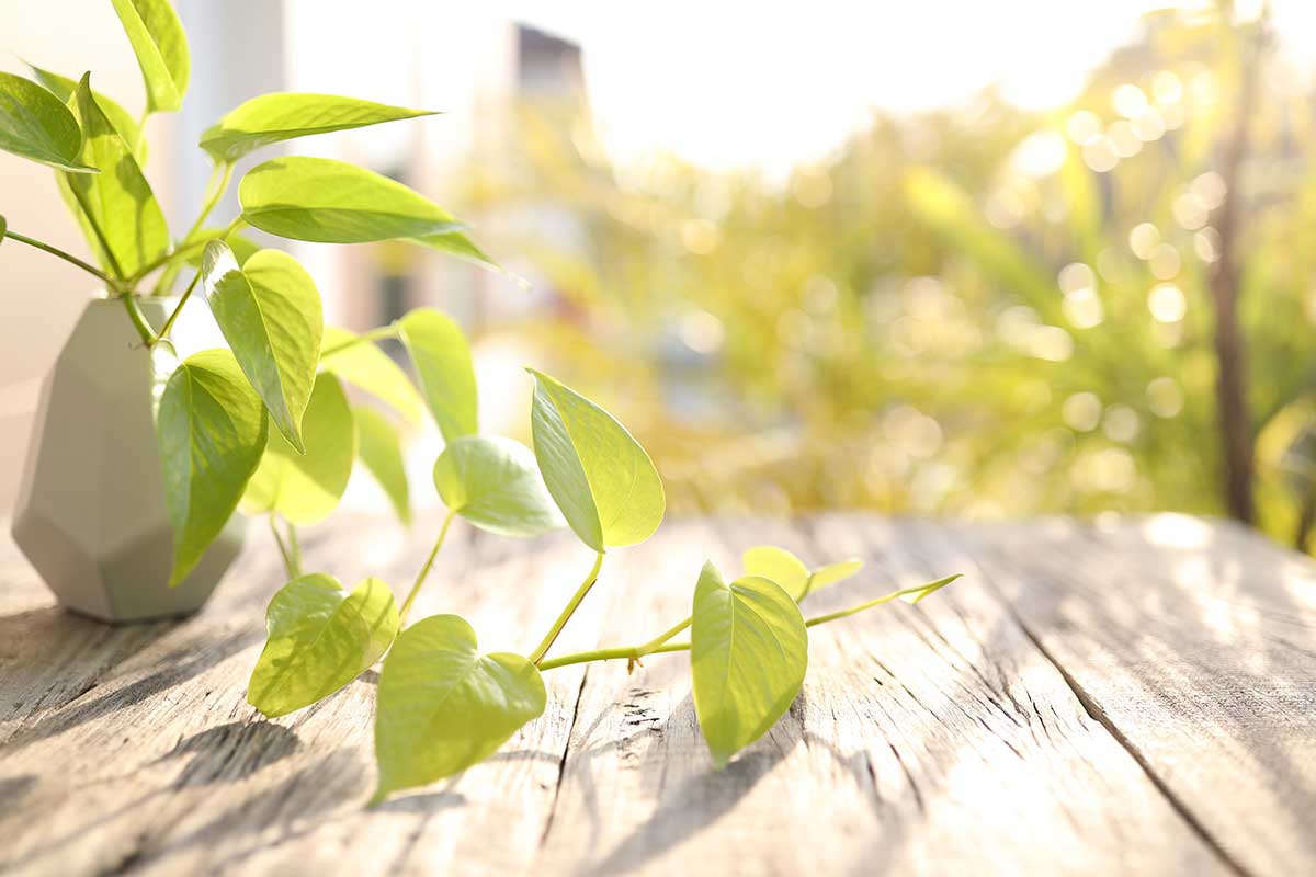 Purifiez votre air avec le Pothos.