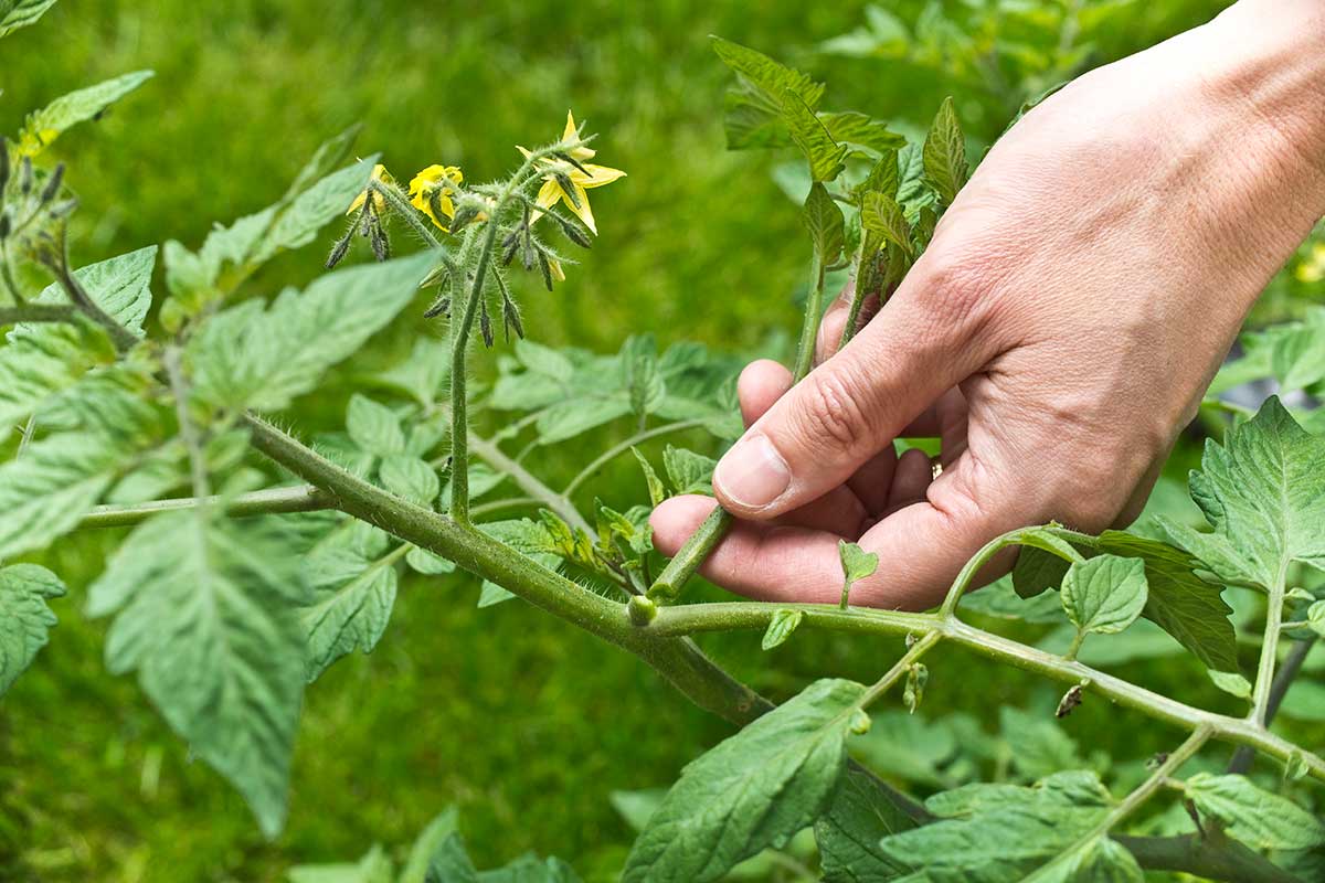 tailler les feuilles des tomates