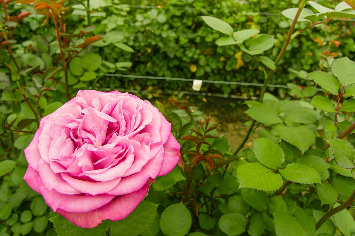 roses qui durent le plus longtemps en vase