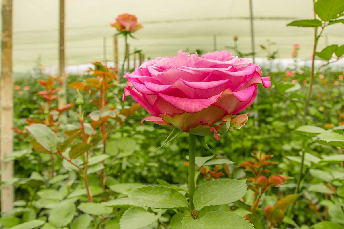 roses de l'Équateur