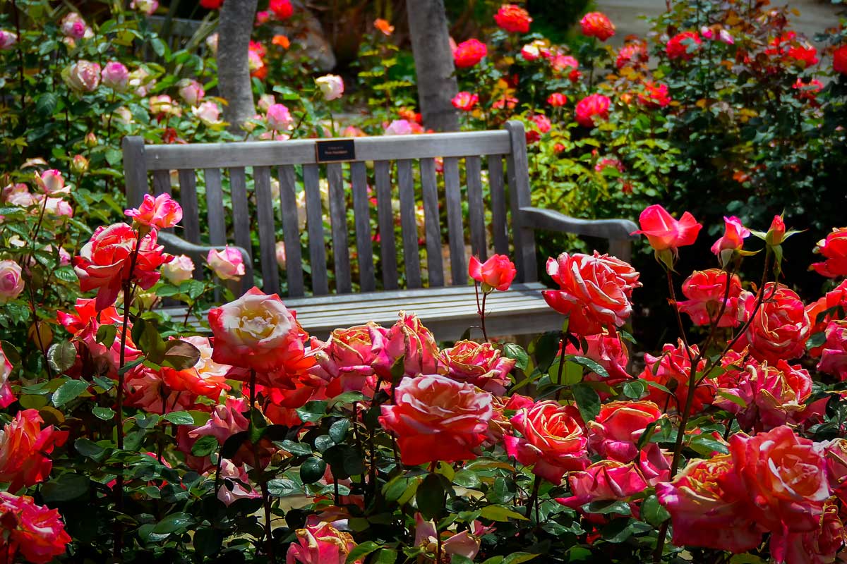 roses jardin