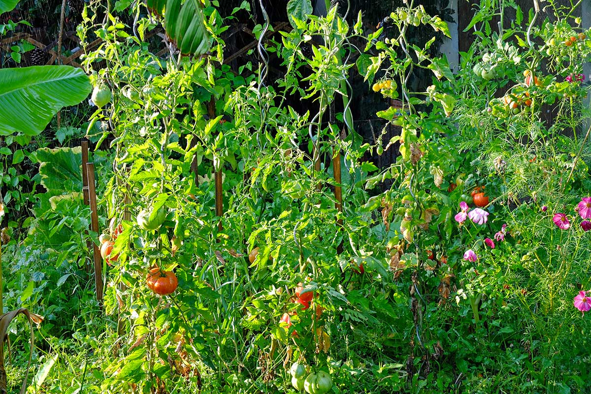 secret des tomates savoureuses