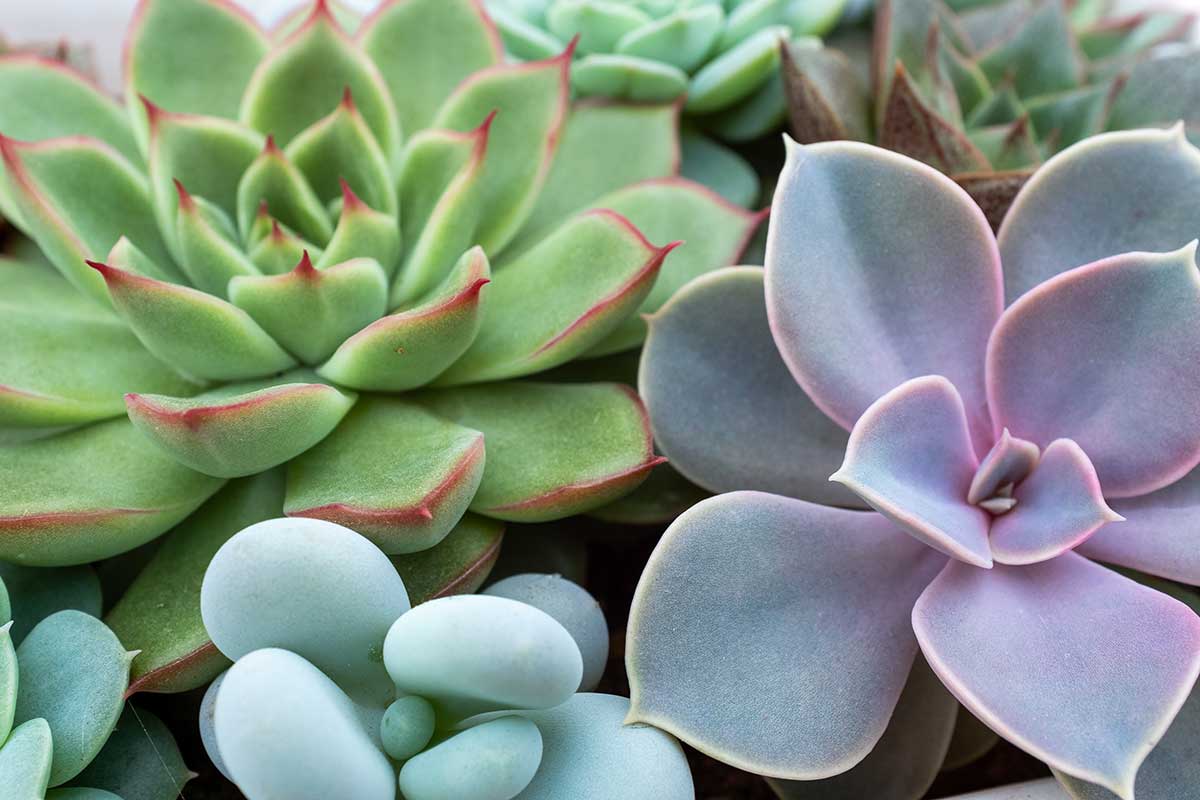 belles plantes succulentes