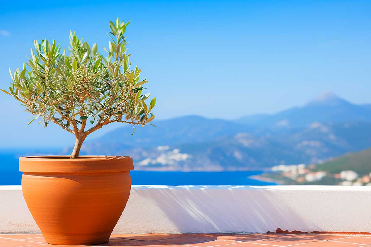 pot sur une terrasse