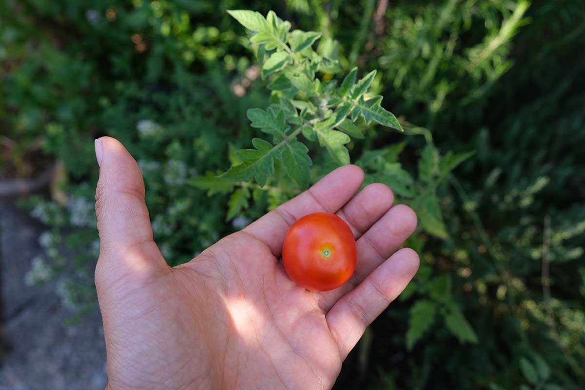 tomate cerise