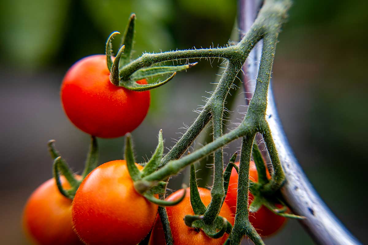 tomate potager fin aout