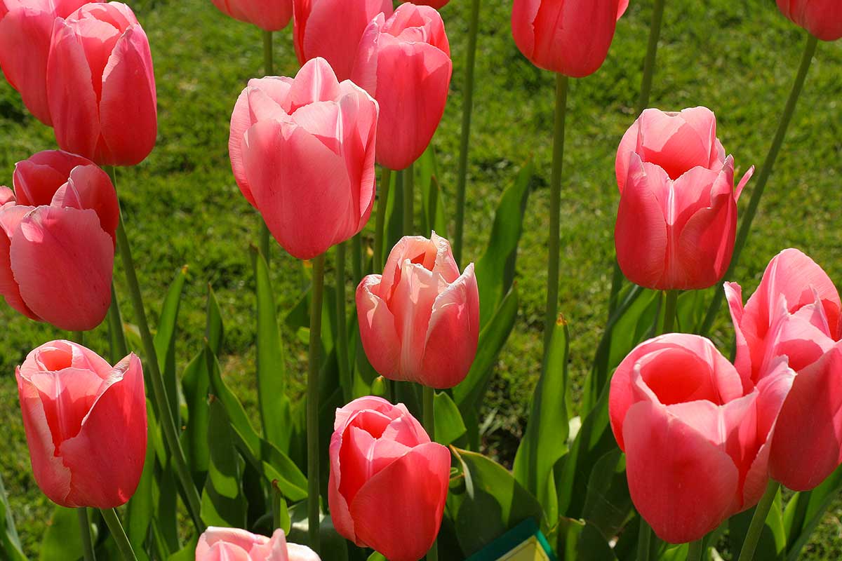 tulipes rosées dans un jardin