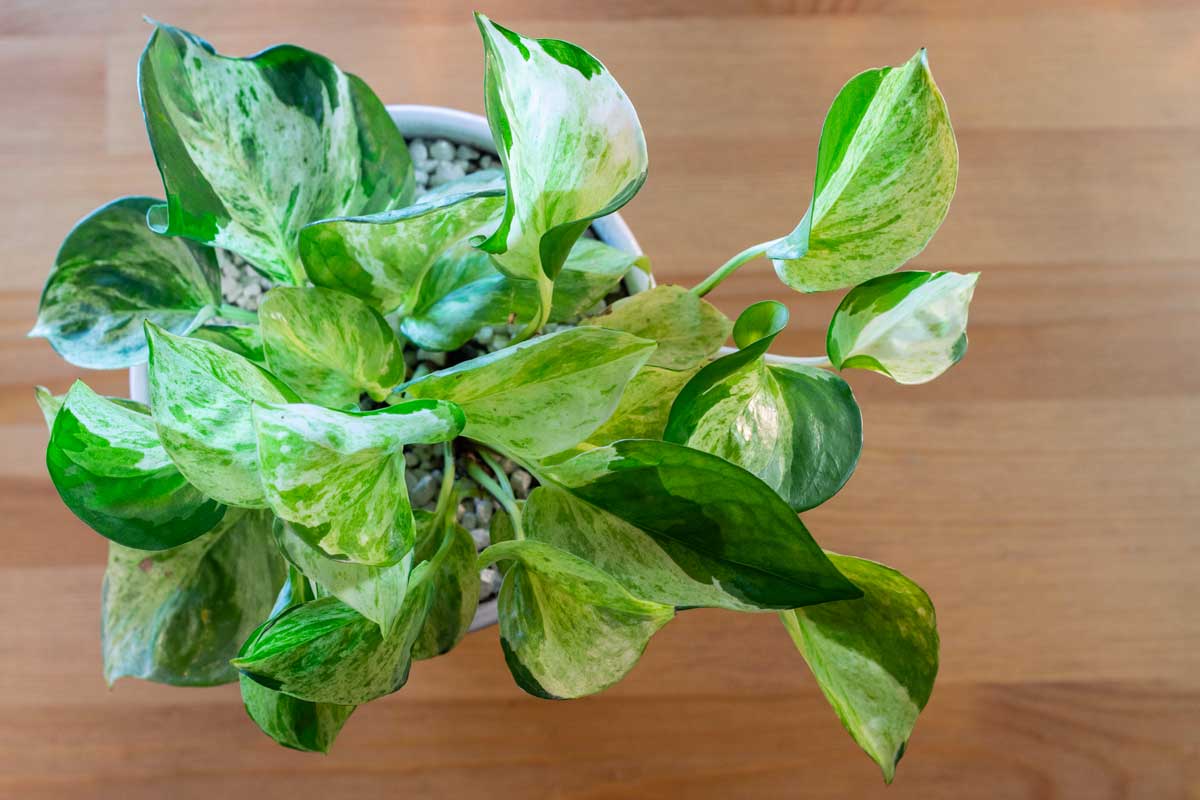 Pothos Manjula (Epipremnum aureum 'Manjula')