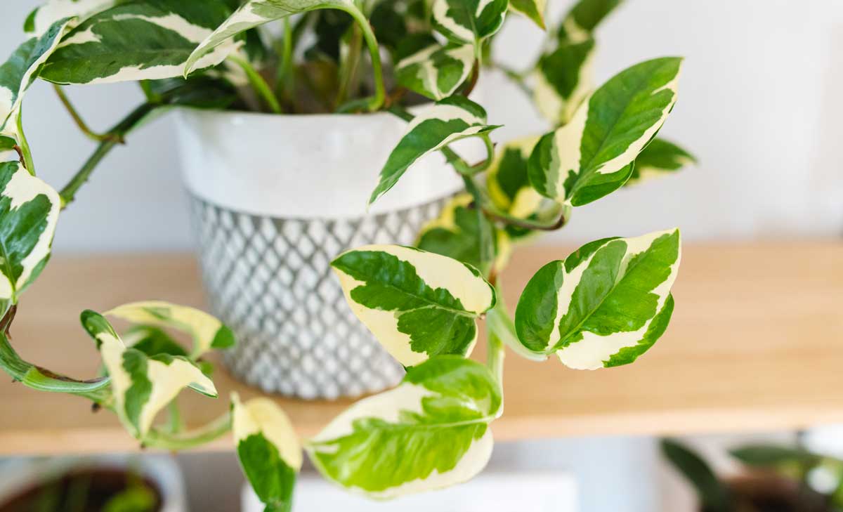 Epipremnum aureum 'N'Joy', pothos