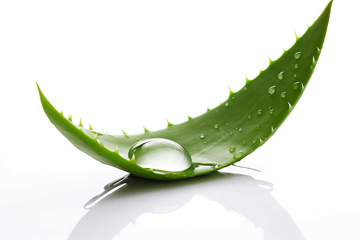 Aloe vera contre parasites des plantes