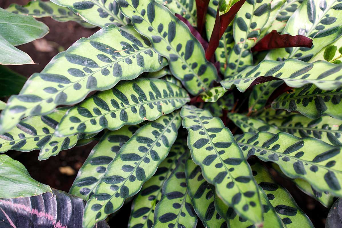 Calathea Insignis