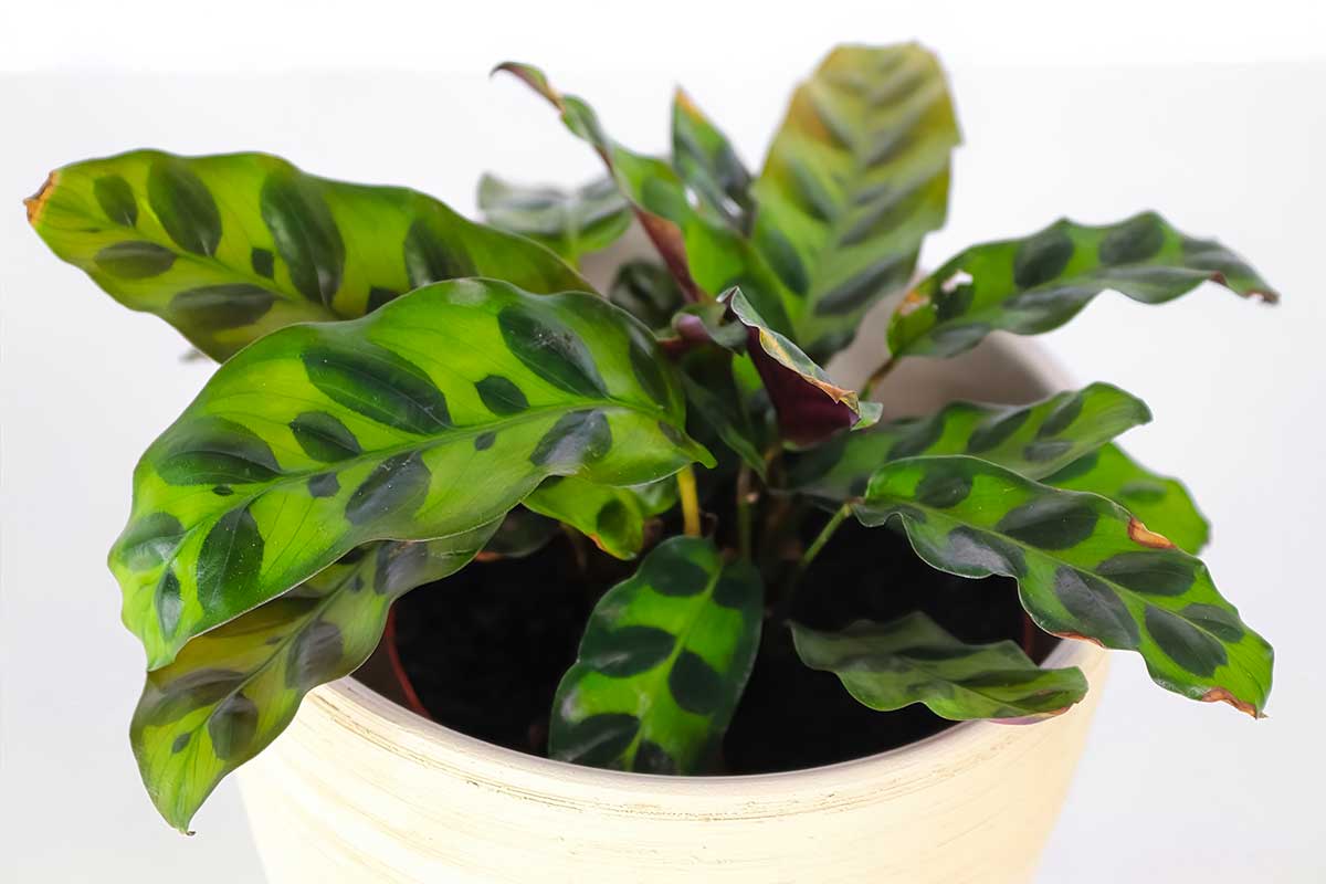 Calathea Insignis