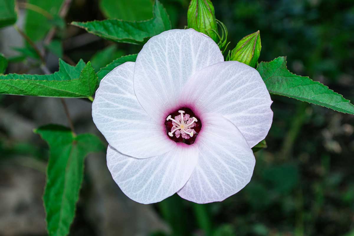 Hibiscus militaris