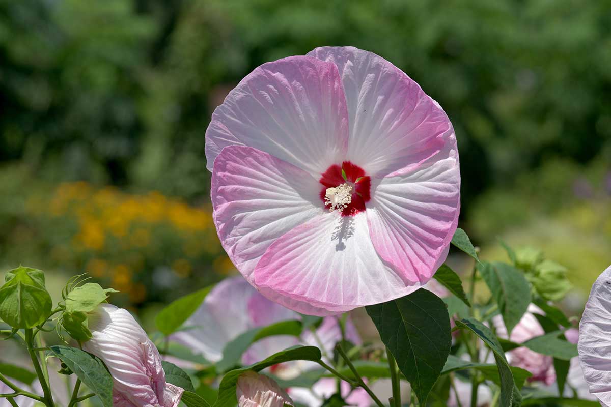 Hibiscus moscheutos