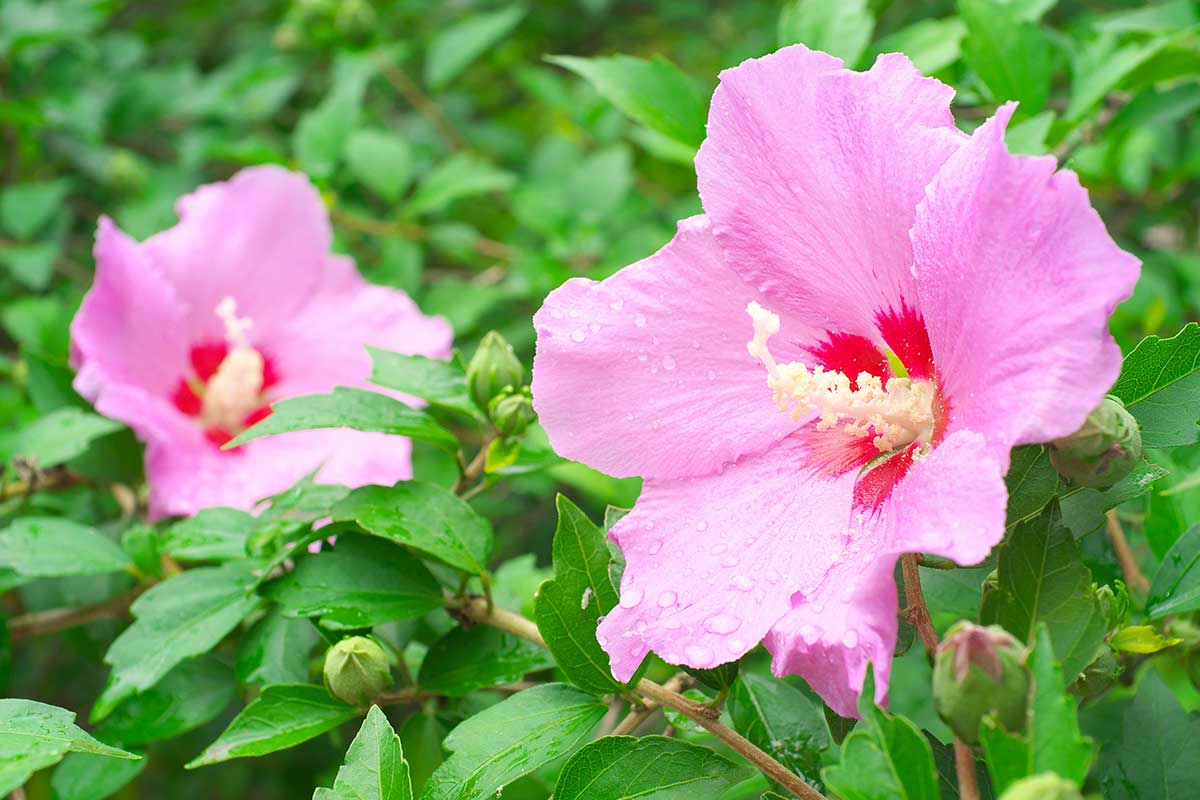 Hibiscus syriacus