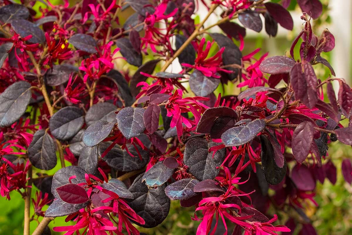 Loropetalum dans le jardin