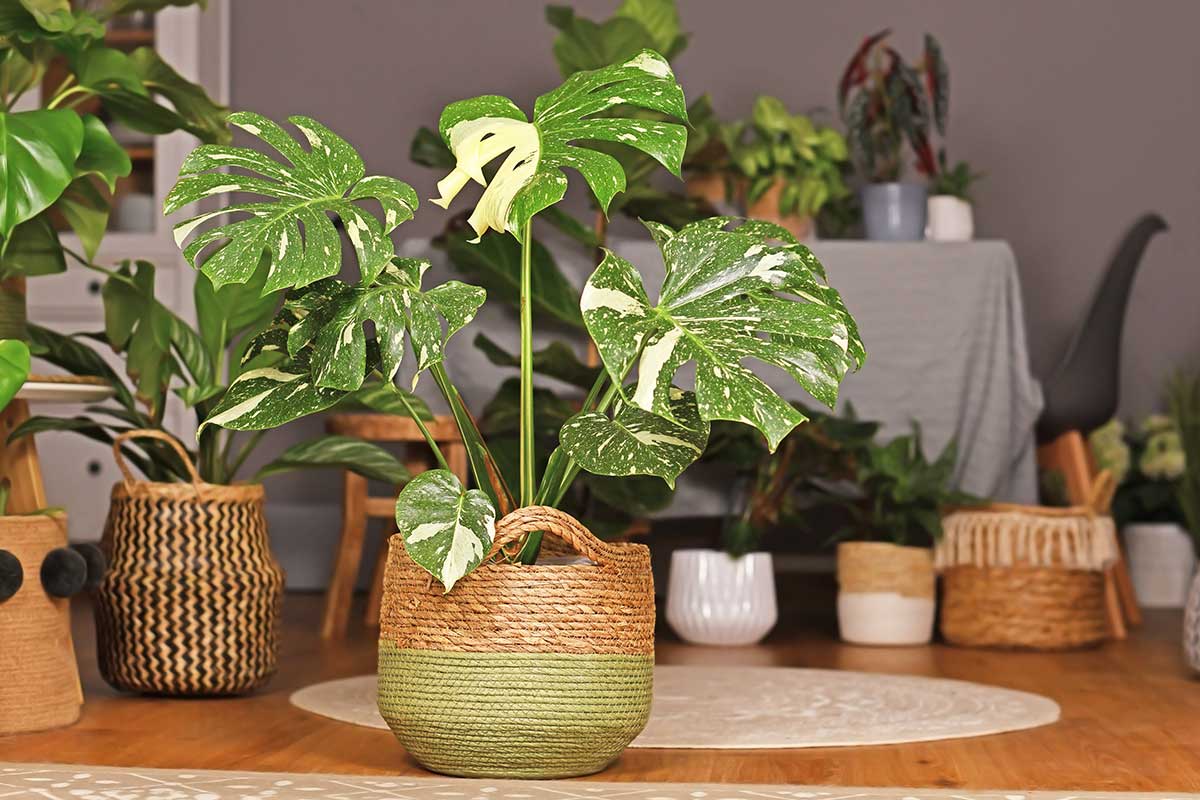 Monstera deliciosa dans un appartement