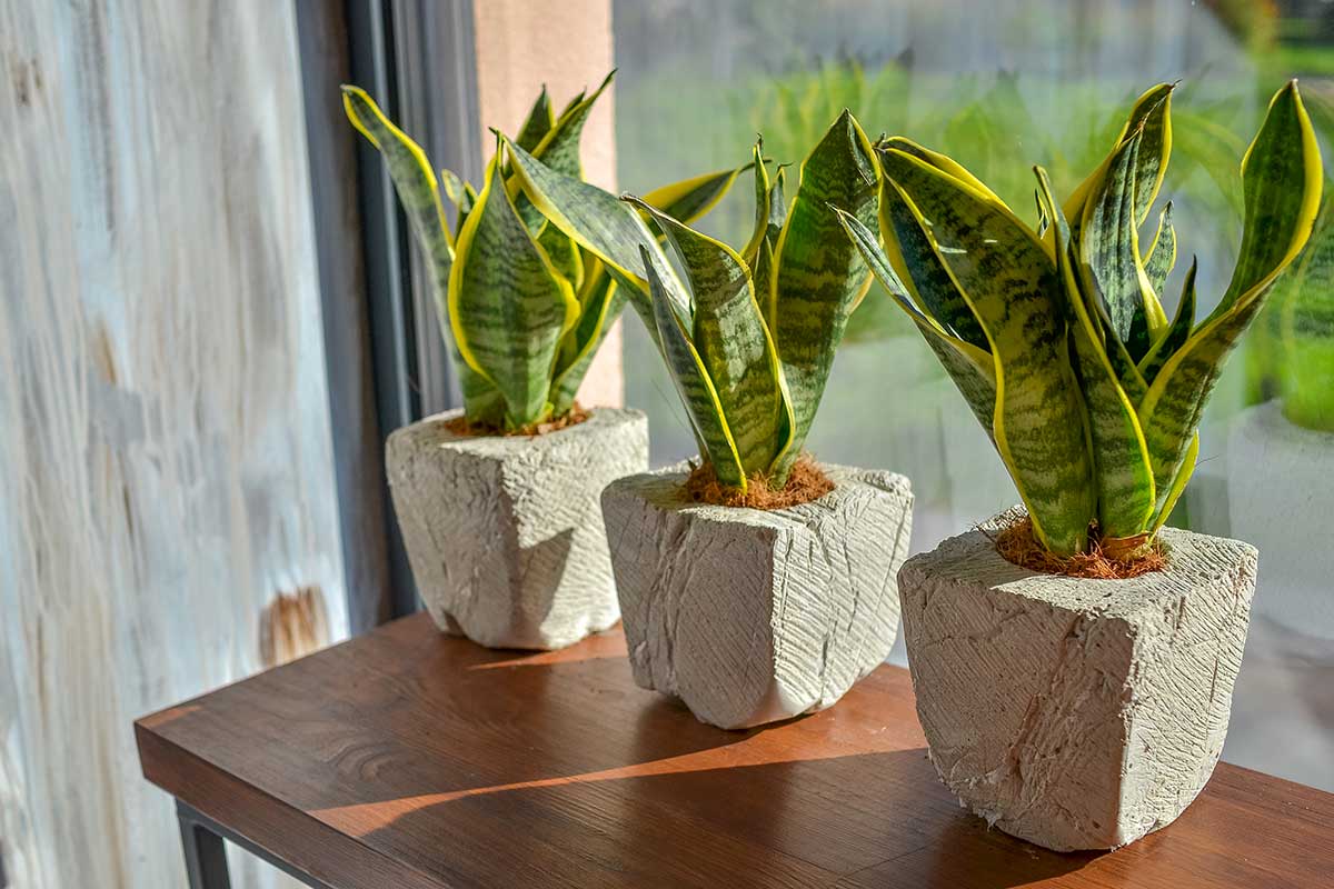 3 Sansevieria sur un meuble