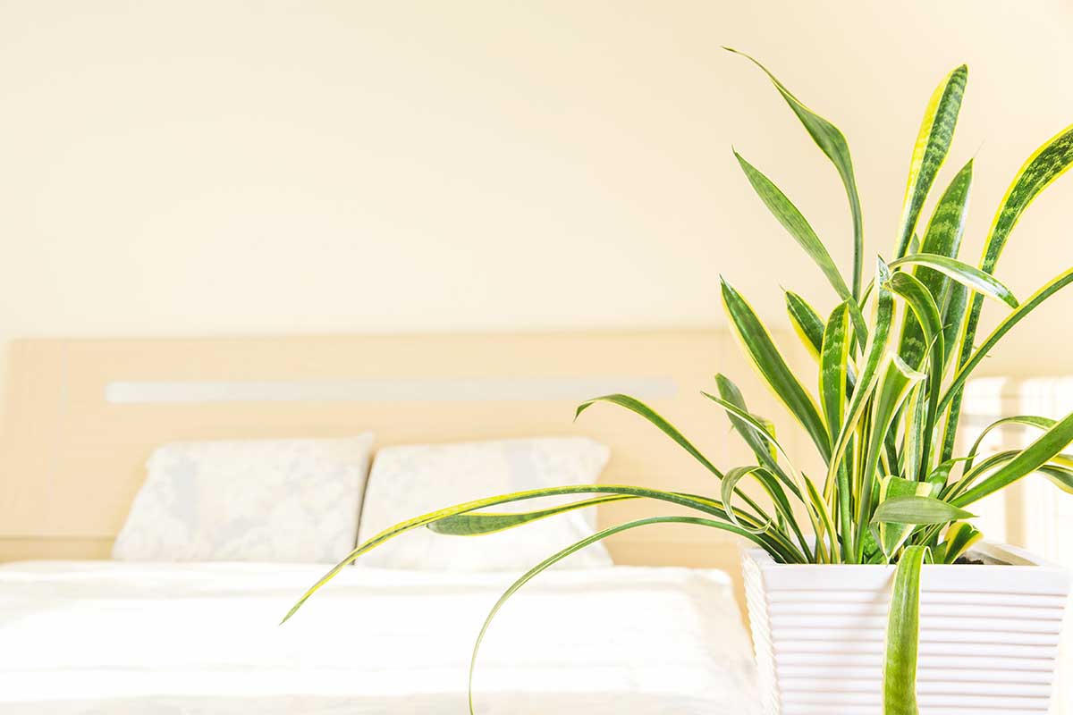 Sansevieria dans la chambre à coucher