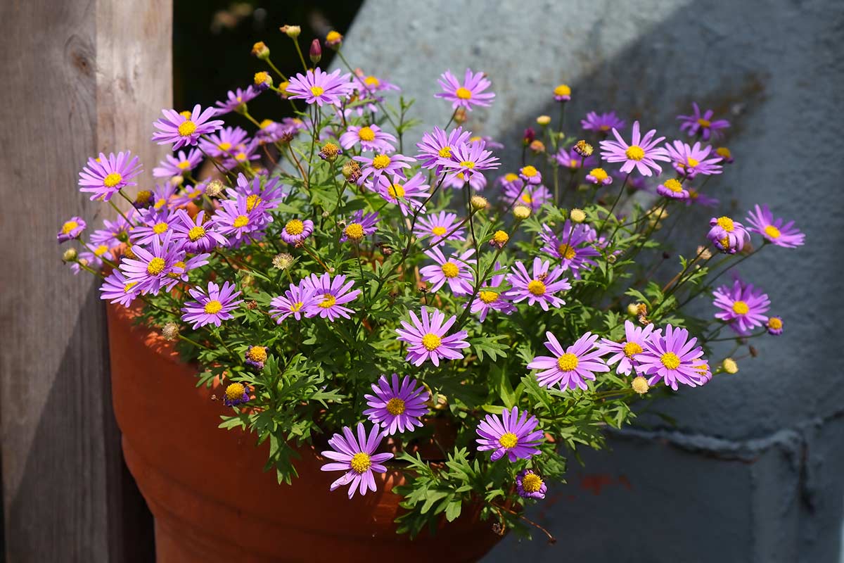 aster en pot