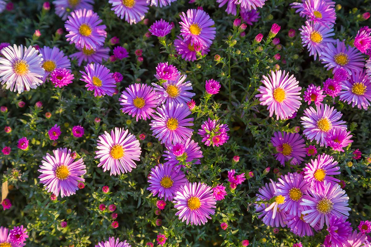 aster balcon en automne