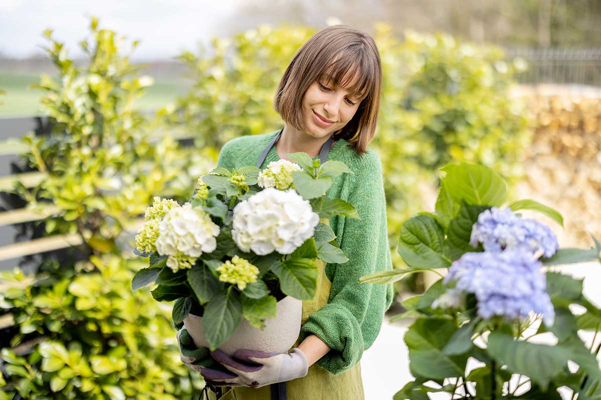 bouturage des hortensias dans l'eau