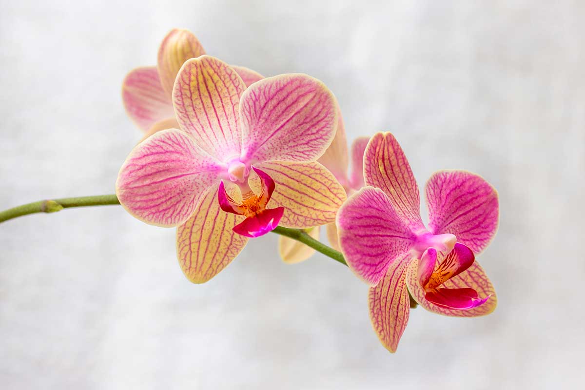 orchidée bouture