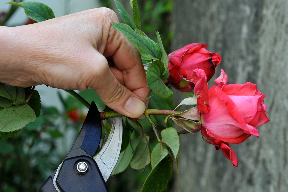 coupe d'une rose pour une bouture