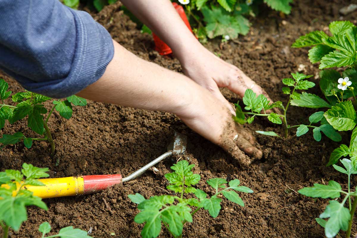 Boutures de tomates dans la terre.