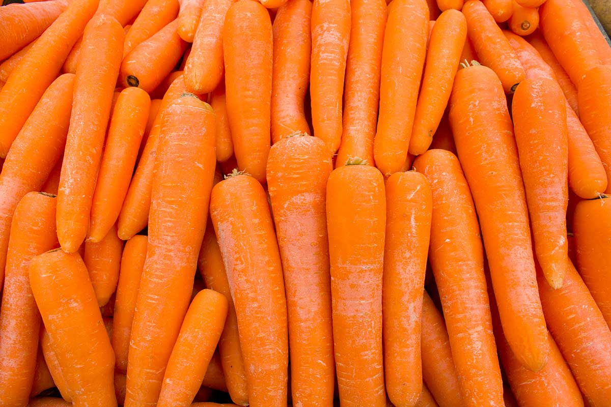 carottes potager