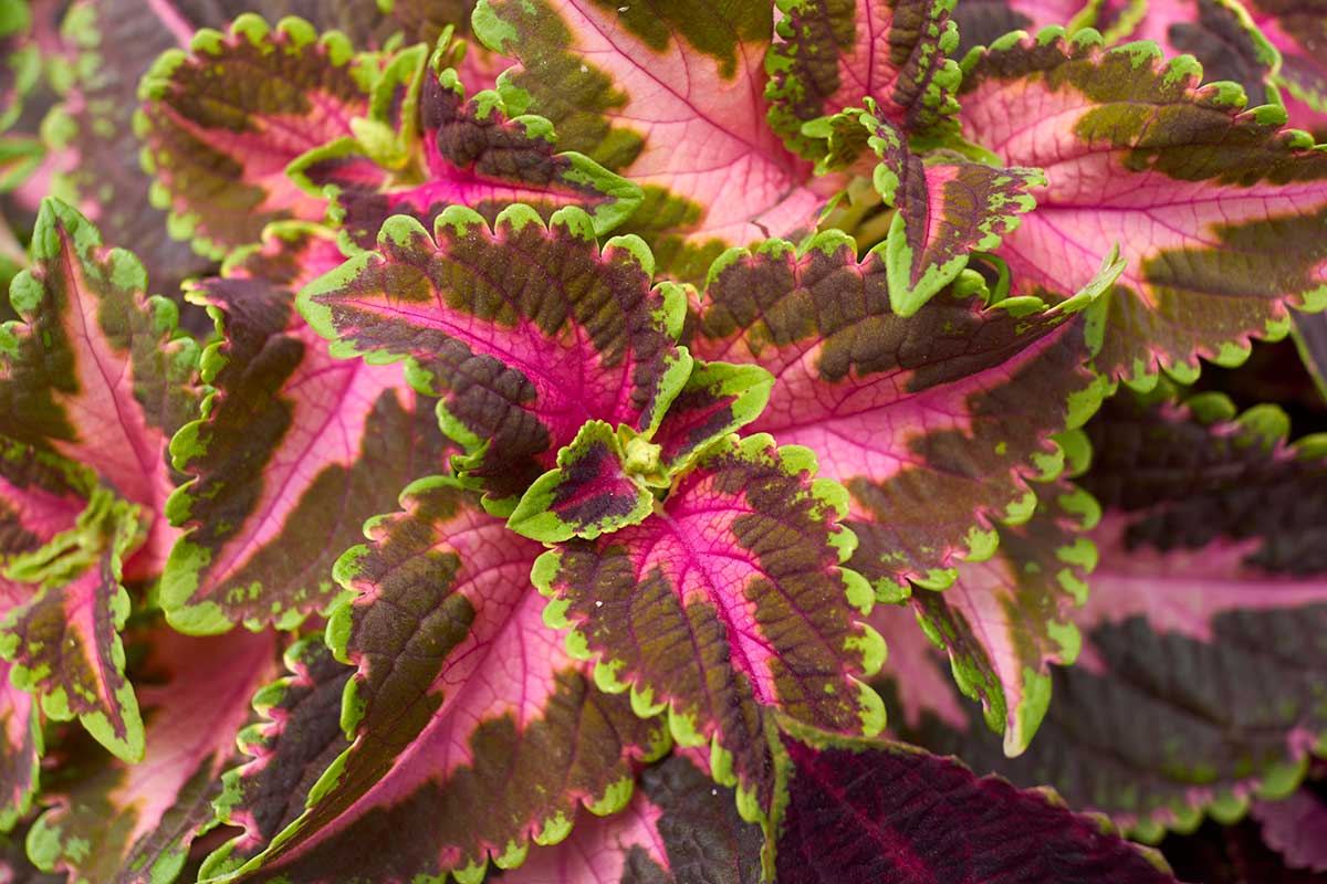 Coleus blumei dans le jardin.