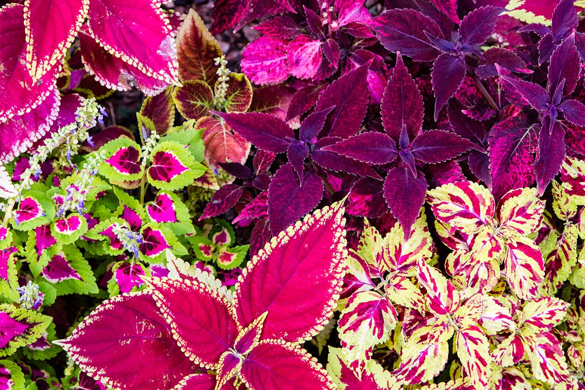 Coleus blumei