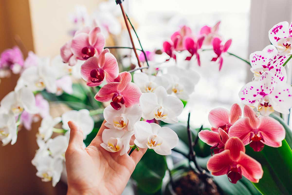 Orchidée pleine de fleurs.