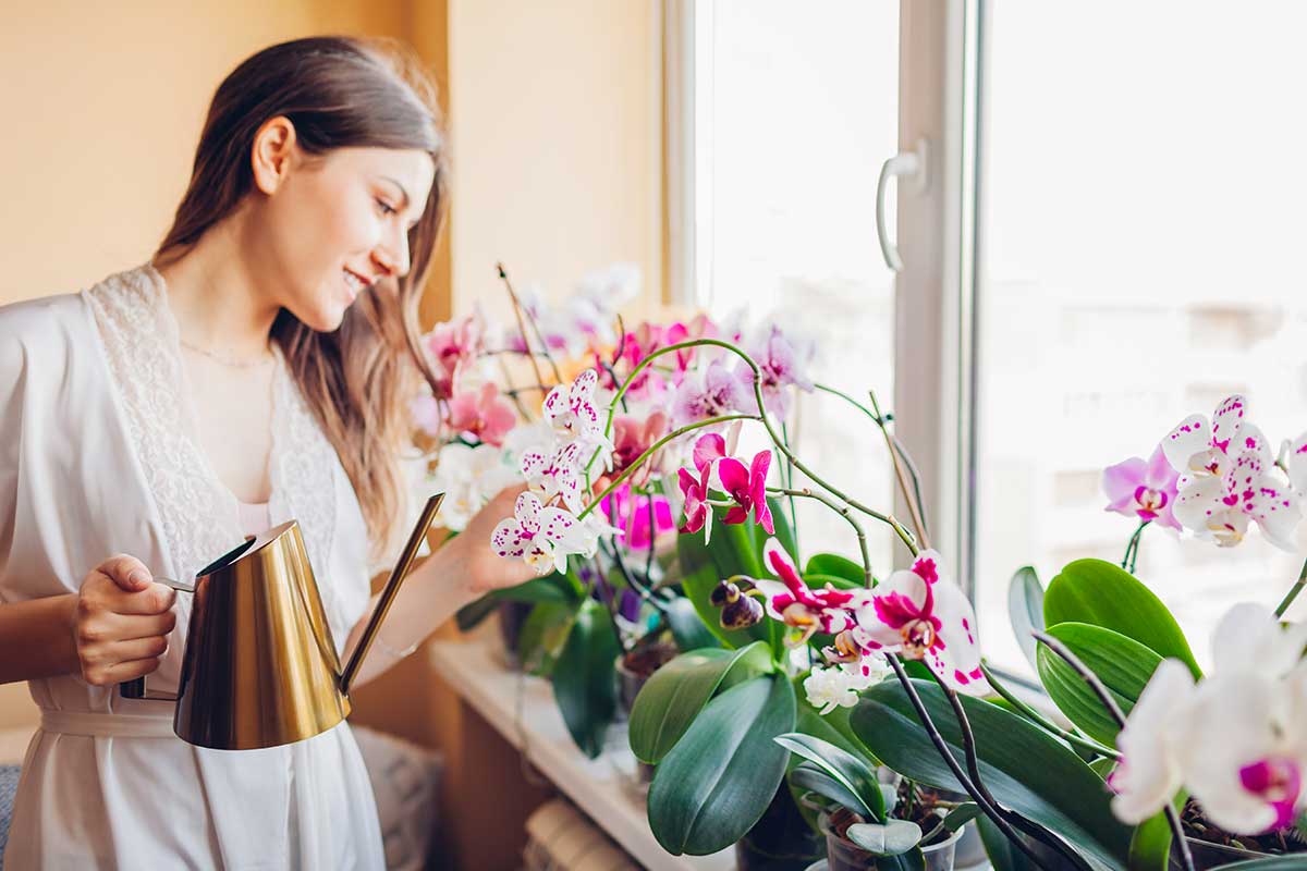 comment arroser orchidée