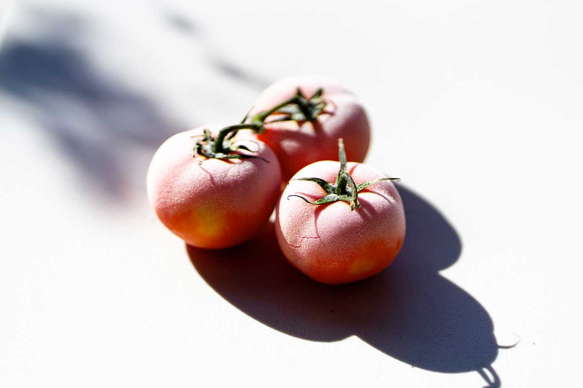 tomates congelées
