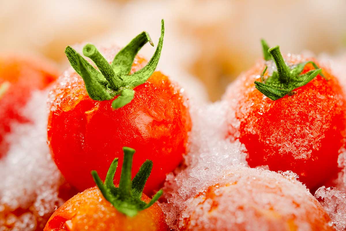 congélation des tomates