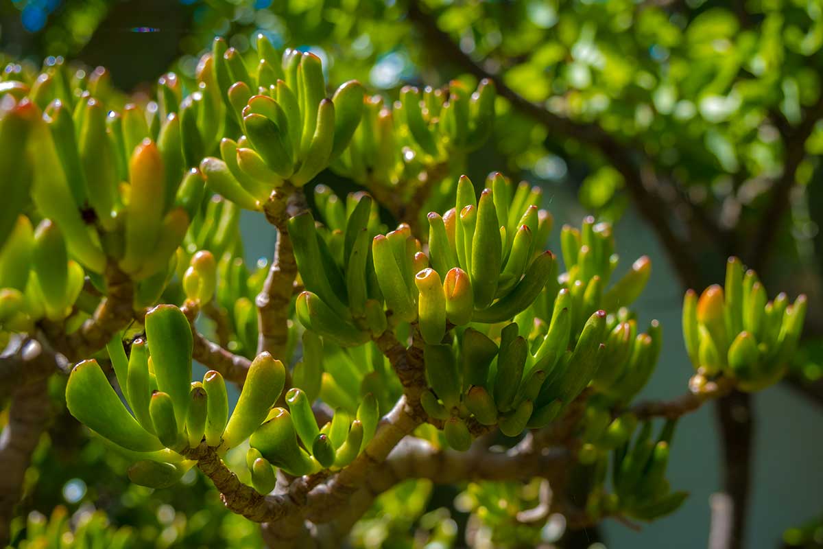 Arbre de Jade avec branches flétries