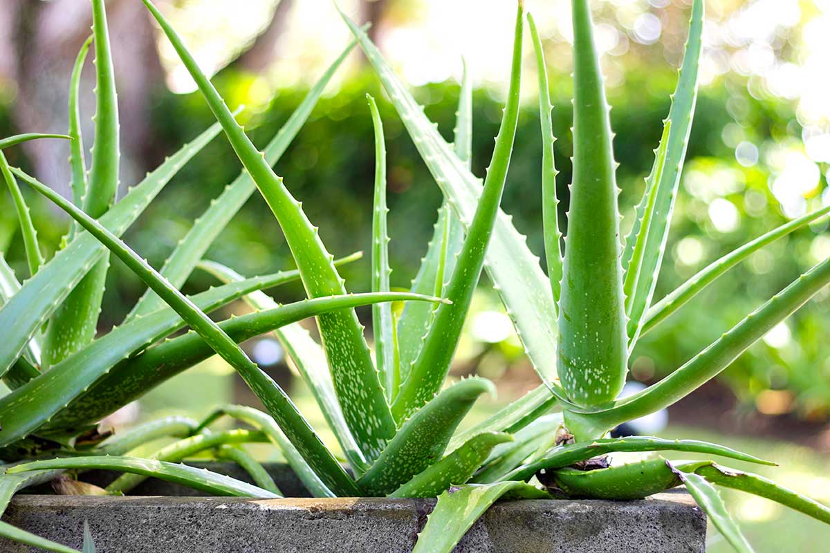 Aloe Vera en pot