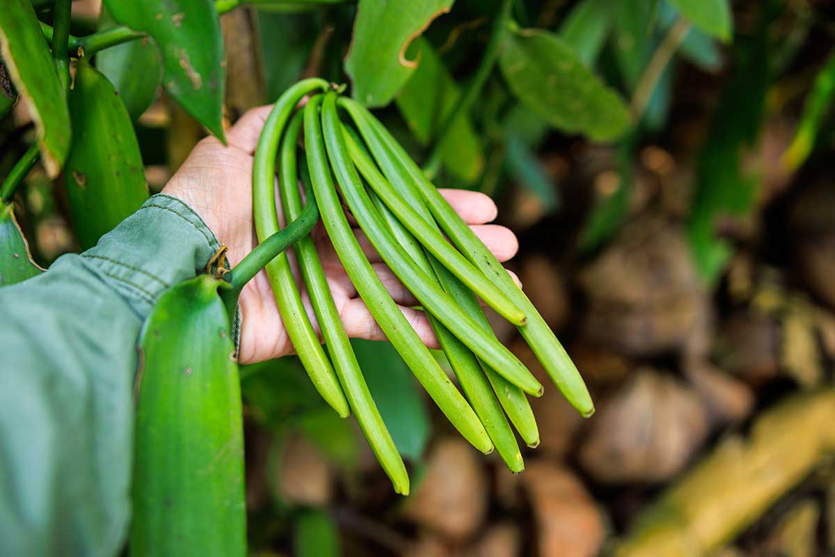 cultiver la vanille en pot