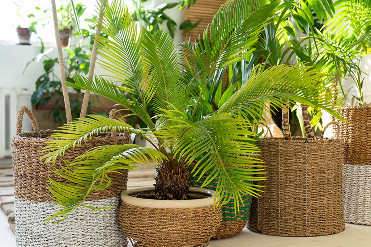 feuilles de Cycas tordues